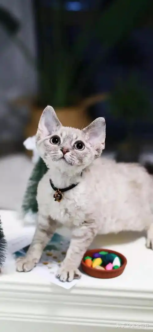 德文卷毛猫高清图片 - 知乎