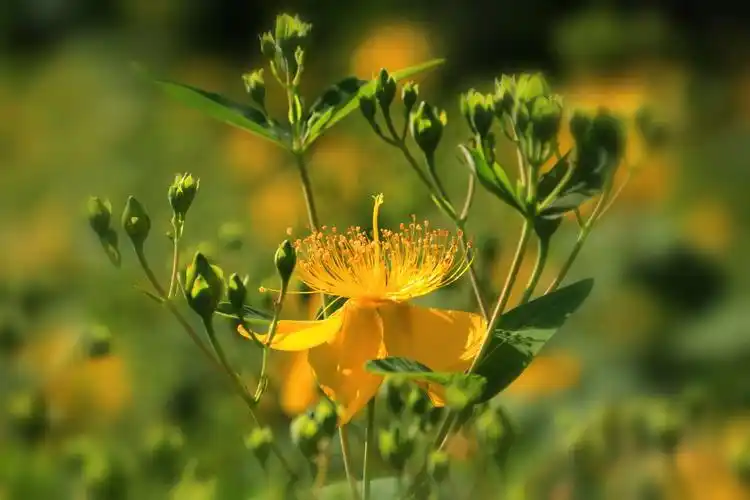 夏日随拍:浆果金丝桃花开了