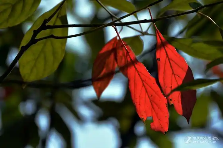 一组香樟红叶请摄友点评