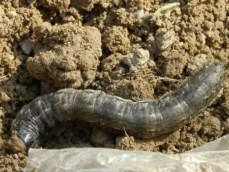 地老虎是多食性害虫,可危害多种蔬菜,如茄科,豆科,十字花科,葫芦科