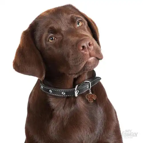 my family friends chocolate labrador dog i.d. tag