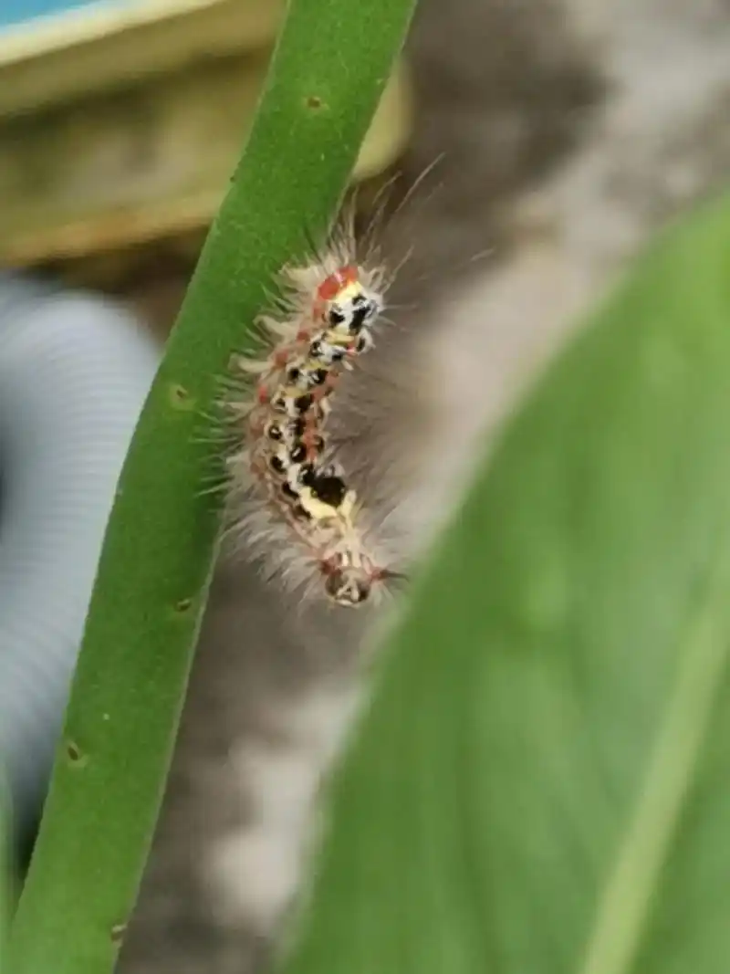 刺毛虫 , - 抖音