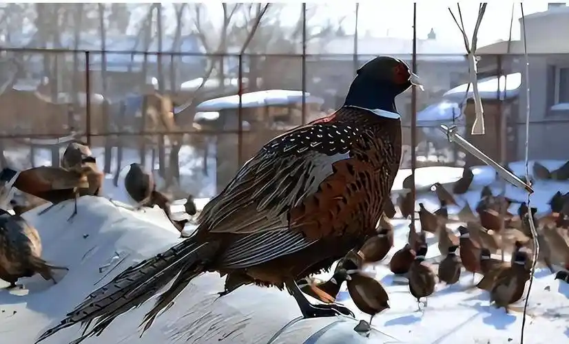 原创东北野鸡满天飞为何吃货却不敢下嘴因为真没人能惹得起