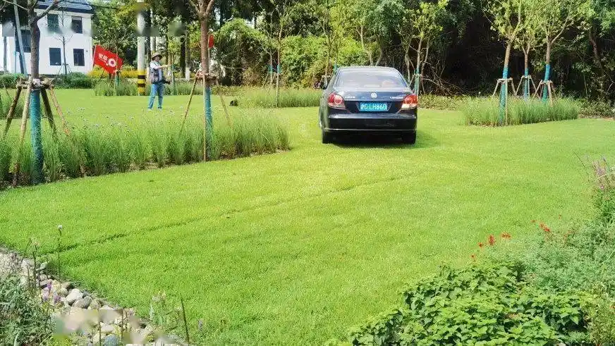 脚踩绿毯 头顶树冠|内蒙古的"快乐小草"让上海人在这个停车场感受"草
