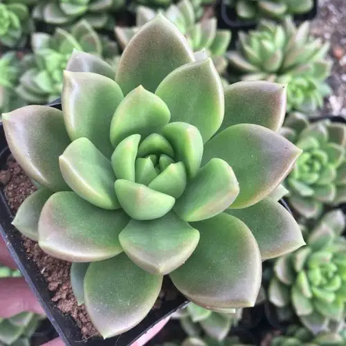 满10元包邮 青丽 多肉植物  桌面迷你盆栽小绿植 防辐射净化空气