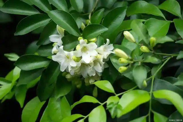 植物:九里香你们了解吗?