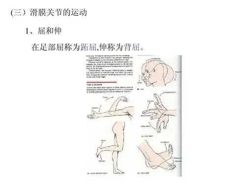 (三)滑膜关节的运动 1,屈和伸 在足部屈称为跖屈,伸称为背屈.