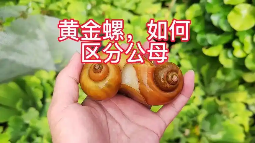 黄金螺如何区分公母?辨别公母?来看看黄金螺宠物螺怎么看公母?