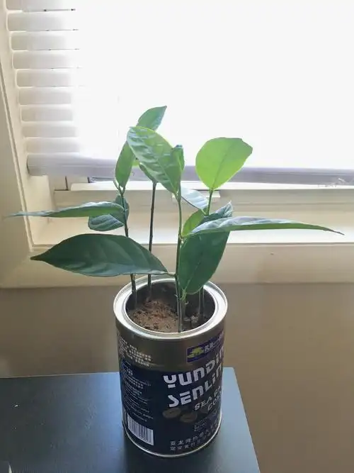 菠萝蜜种子盆栽持续更新