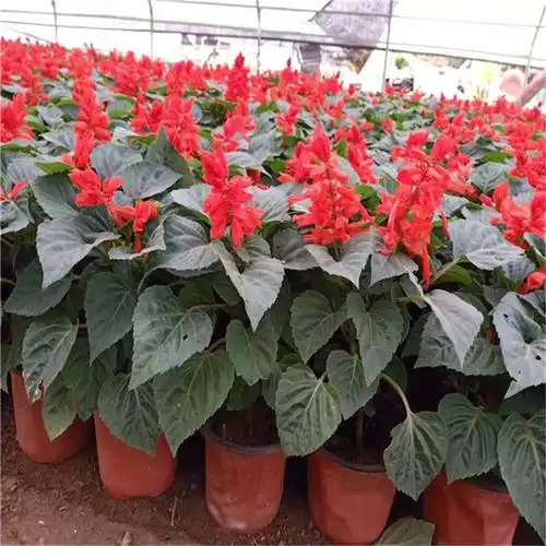 一串红幼苗一串红绿化苗木苗圃直供