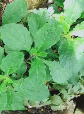 蒋氏家养野生苗白花白毛夏枯草好养带根易活易种庭院菜园鲜新植物