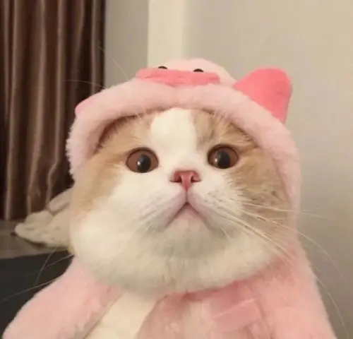 沙雕搞怪头像 - 堆糖,美图壁纸兴趣社区