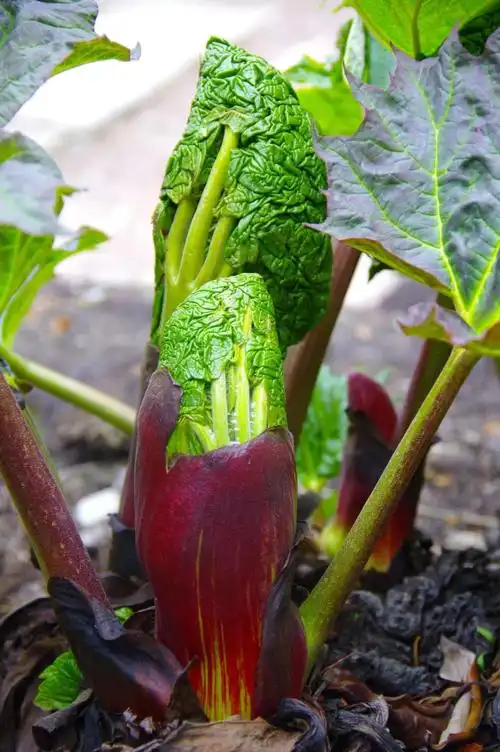 大黄为蓼科,大黄属,多年生草本植物.