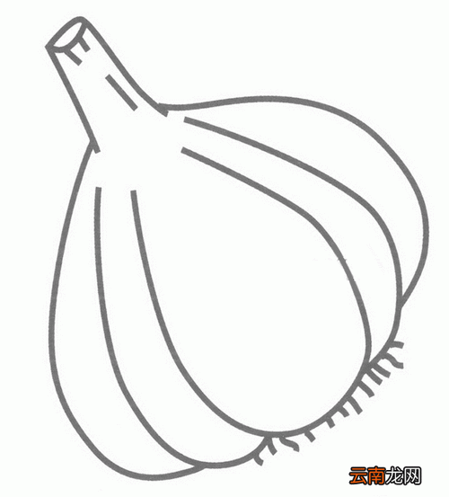 大蒜头 大蒜头简笔画