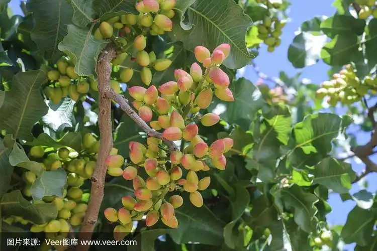 树上成熟的开心果特写