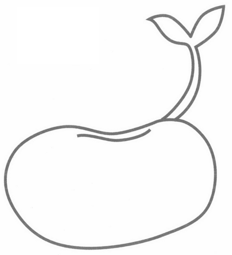 成熟简笔画笔画图片黄豆简笔画发芽过程发芽的豆子简笔画豆芽生长过程