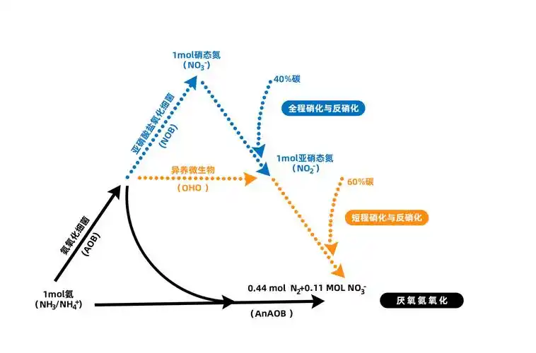 三者的反应过程与原理可参考下图:另外,由于aob和anaob都是自养菌