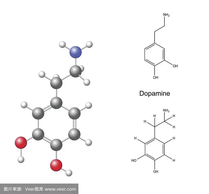 多巴胺的结构化学公式和模型