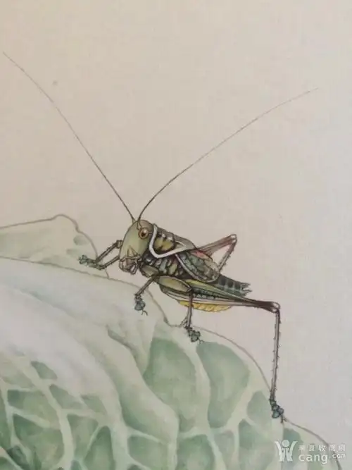 河北画家孙乾(白菜蝈蝈)