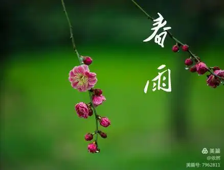 【春之歌】春雨蒙蒙下