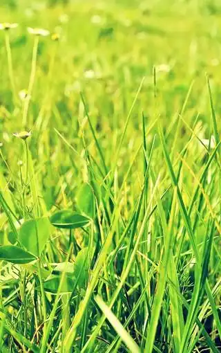 青草悠悠唯美花草高清手机壁纸