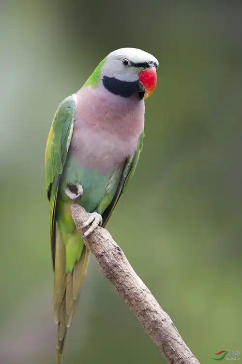 绯胸鹦鹉redbreastedparakeet161102