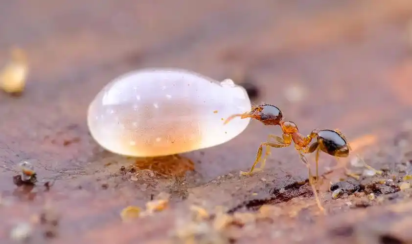 高倍镜头下的小蚂蚁搬家
