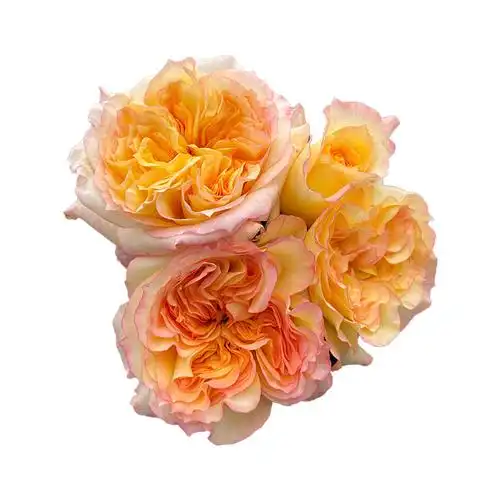 新品橘子酱大苗大浓香月季多季开花抗病直立花卉