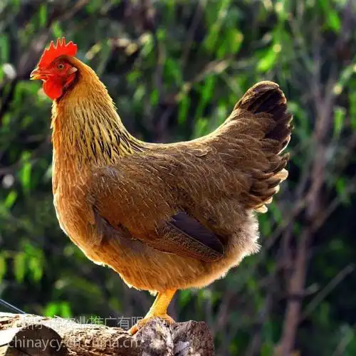 2018年青脚麻鸡苗报价厂家出厂价格含运费