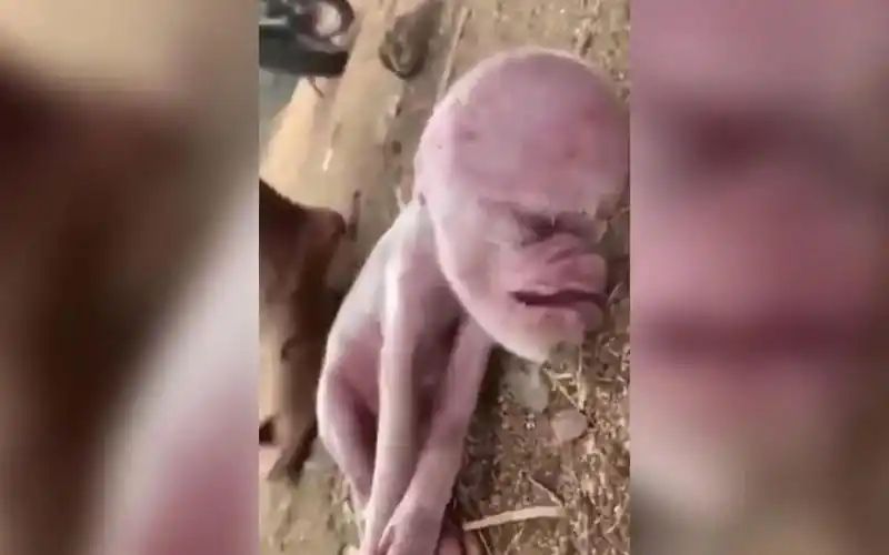 人类造就了"人猪"?你可能从未见过的世界未解之谜合集