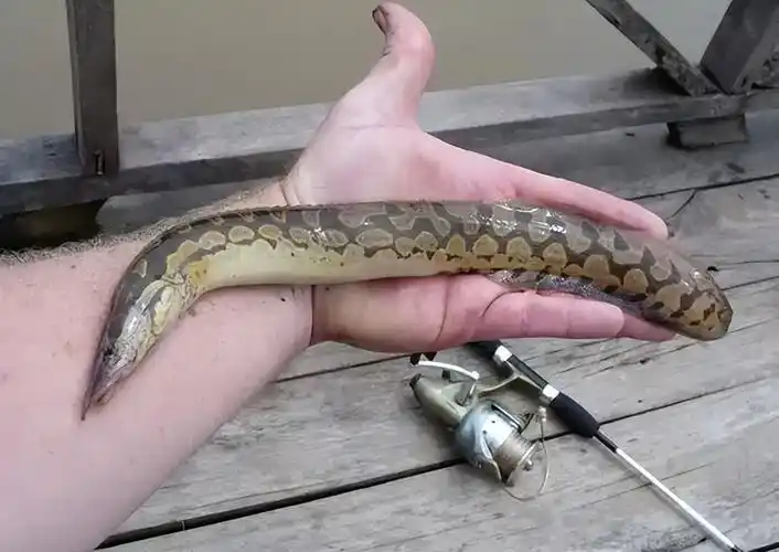 过去常用来喂鸭的"刀鳅",如今1斤70元难买到,它有什么价值?