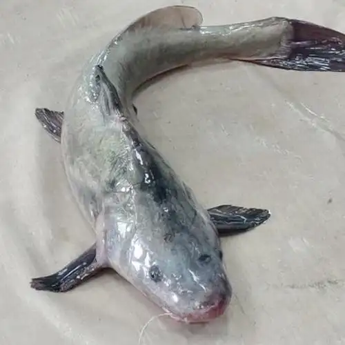 常年供应天然鮠鱼鮰鱼长吻鮠肥鱼 48.00 元/斤