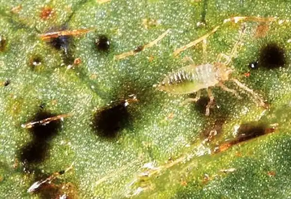 杜鹃花的常见病虫害及防治方法