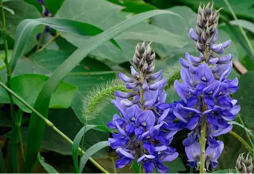 教你简单美味又健康的葛花菜肴的做法!