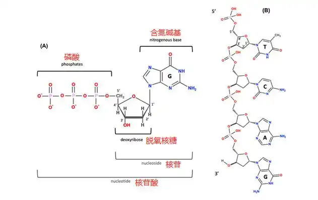 微观探索人体奥秘002dna