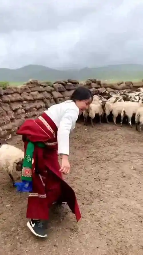 内蒙古女汉子杀羊轻车熟路没有娇贵的小姐姐