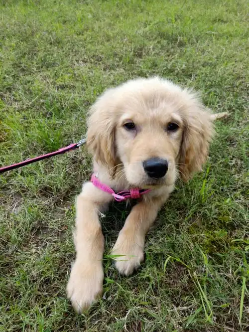 尴尬期的小金毛