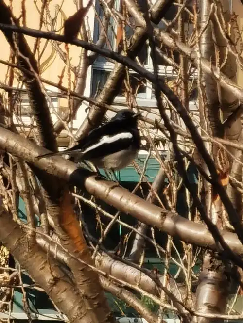 只听到头顶上特别的鸟叫声没听过抬头一看,遇见了鹊鸲,又名"四喜鸟"