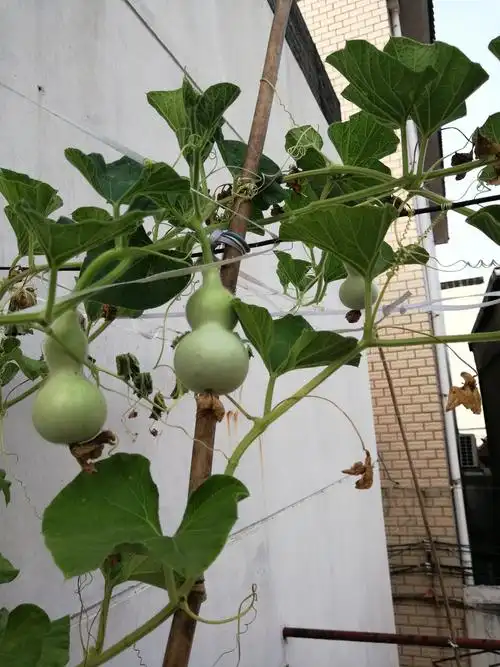 葫芦(福禄)满藤!