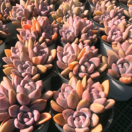 奥普琳娜无砍自然群多肉植物一物一拍丸叶颜色好阳台盆栽花卉包邮