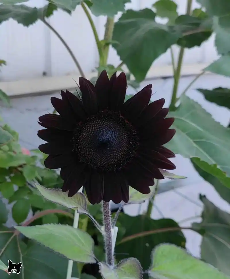 再见爱人# 世界上最黑的黑色花朵,这个热搜是给我准备的吗.