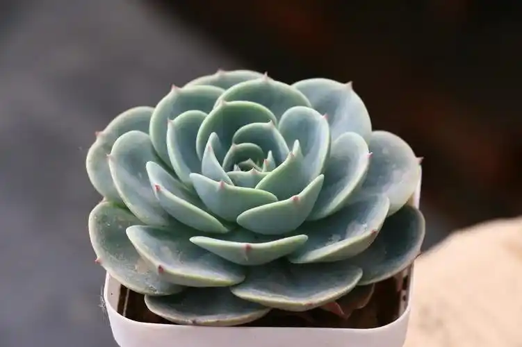 玉蝶何谓老桩小桩小老桩玉蝶多肉长虫子怎么办