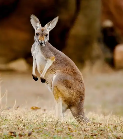 果壳【2017年物种日历】6月26日 红大袋鼠
