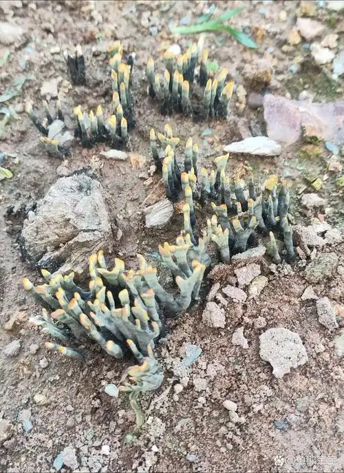 干巴菌又名对花菌,绣球菌,马牙菌,草菌科,绣球菌属.