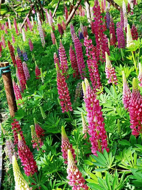 玉渊潭鲁冰花首展开幕啦!