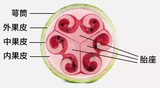 一个50块钱为什么今年西瓜特别贵