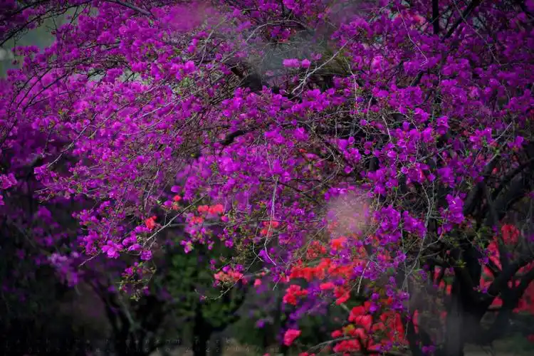 万紫千红群芳妒不是梅花胜似梅
