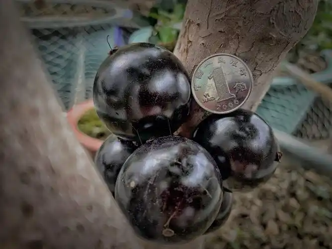 一周后的巨型嘉宝果