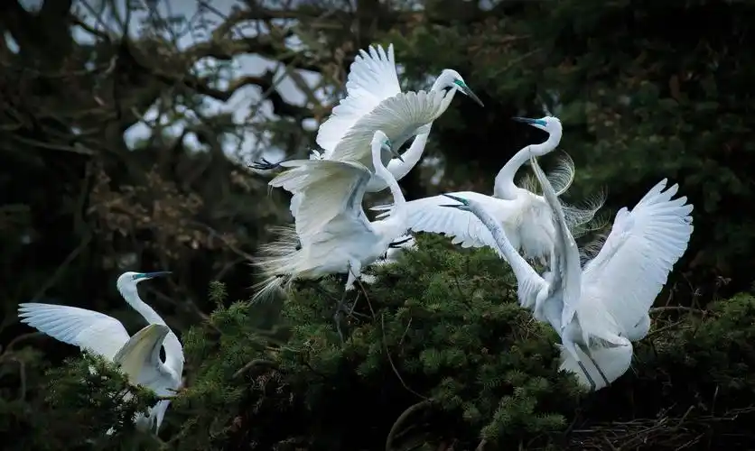 白鹭:你是一首韵在骨子里的诗