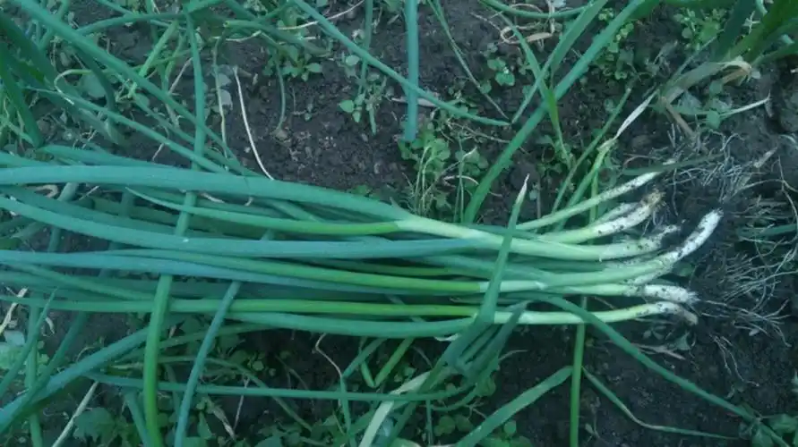 黑龙江小葱只用农家肥上粪的生态小香葱东北新鲜春葱5斤顺丰包邮_7折